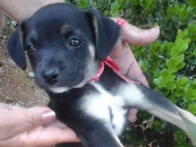 Cachorro ra a Vira lata idade Abaixo de 2 meses nome Ainda não tem