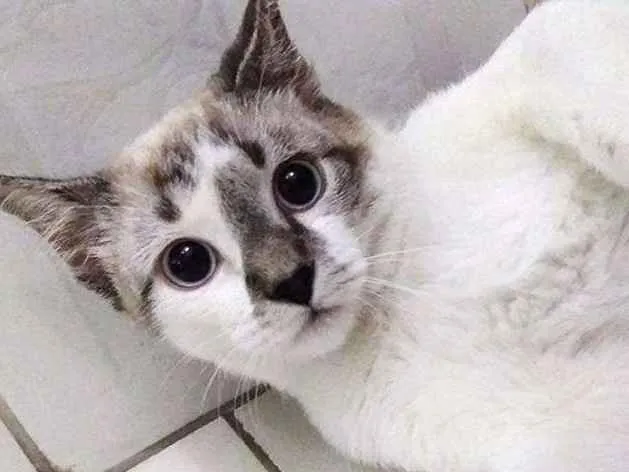 Gato ra a SRD idade 2 a 6 meses nome Pitoco