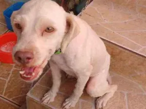 Cachorro raça Poodle com Cocker spaniel idade 3 anos nome Hellen Júnia 