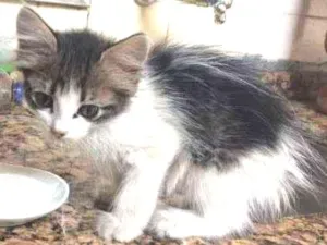 Gato raça de Rua idade 2 a 6 meses nome Gato