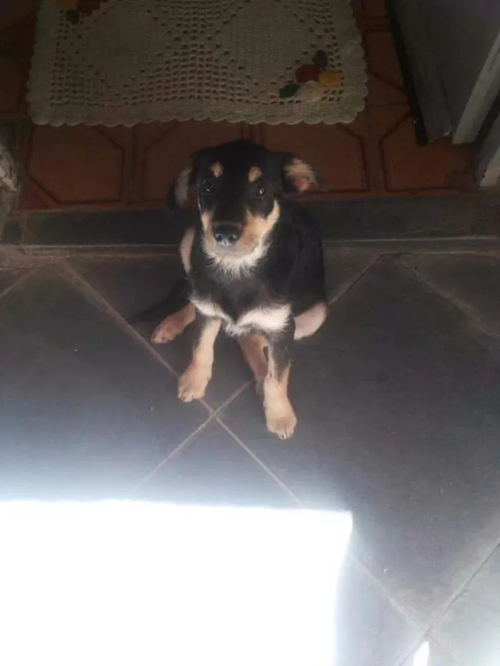 Cachorro ra a SRD idade 2 a 6 meses nome Luna 