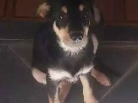 Cachorro ra a SRD idade 2 a 6 meses nome Luna 
