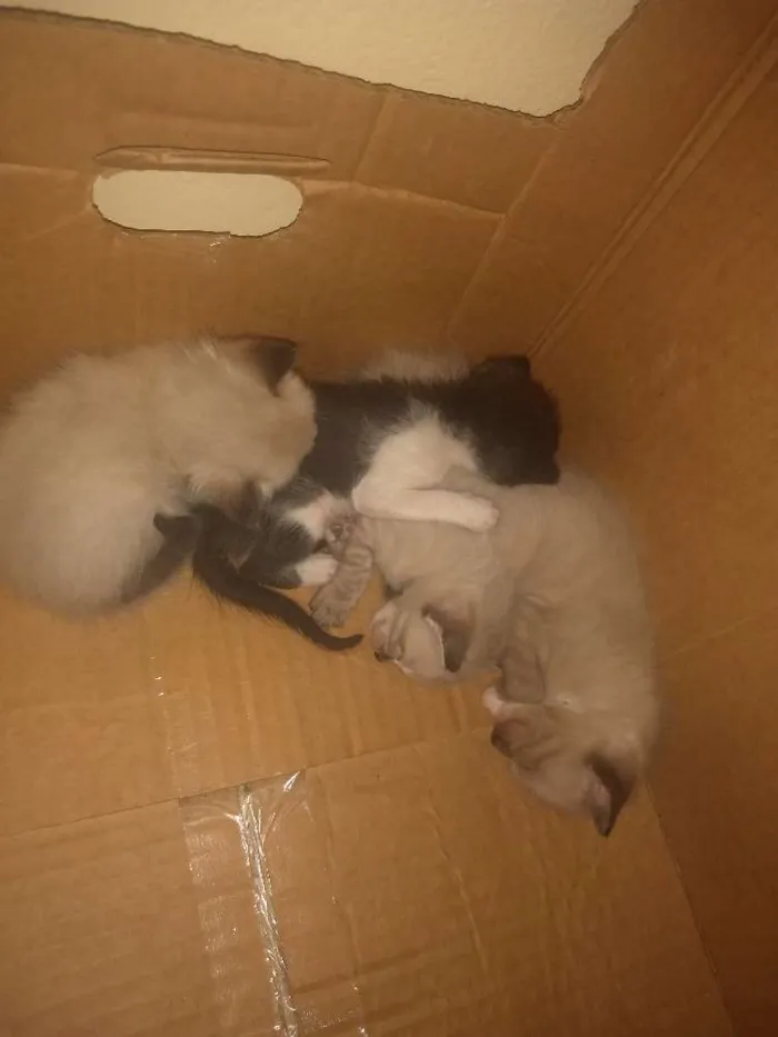 Gato raça Não sei ainda idade Abaixo de 2 meses nome Ainda não tem nomes