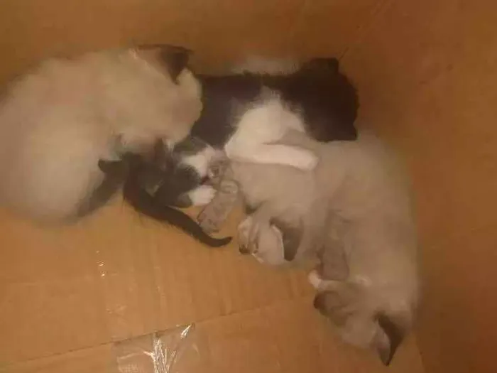 Gato raça Não sei ainda idade Abaixo de 2 meses nome Ainda não tem nomes