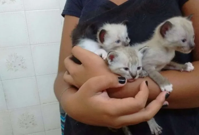 Gato raça Não sei ainda idade Abaixo de 2 meses nome Ainda não tem nomes