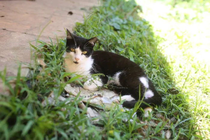 Gato raça SRD idade 1 ano nome Aramis