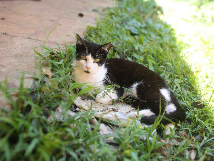 Gato raça SRD idade 1 ano nome Aramis