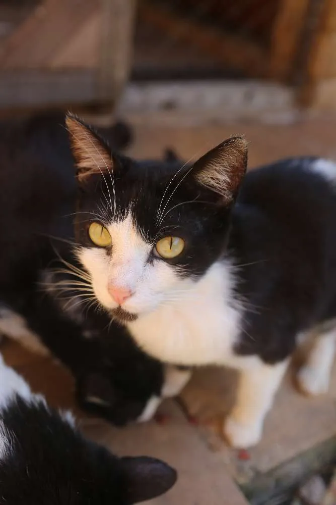 Gato raça SRD idade 1 ano nome Aramis