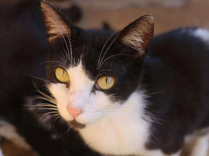 Gato raça SRD idade 1 ano nome Aramis