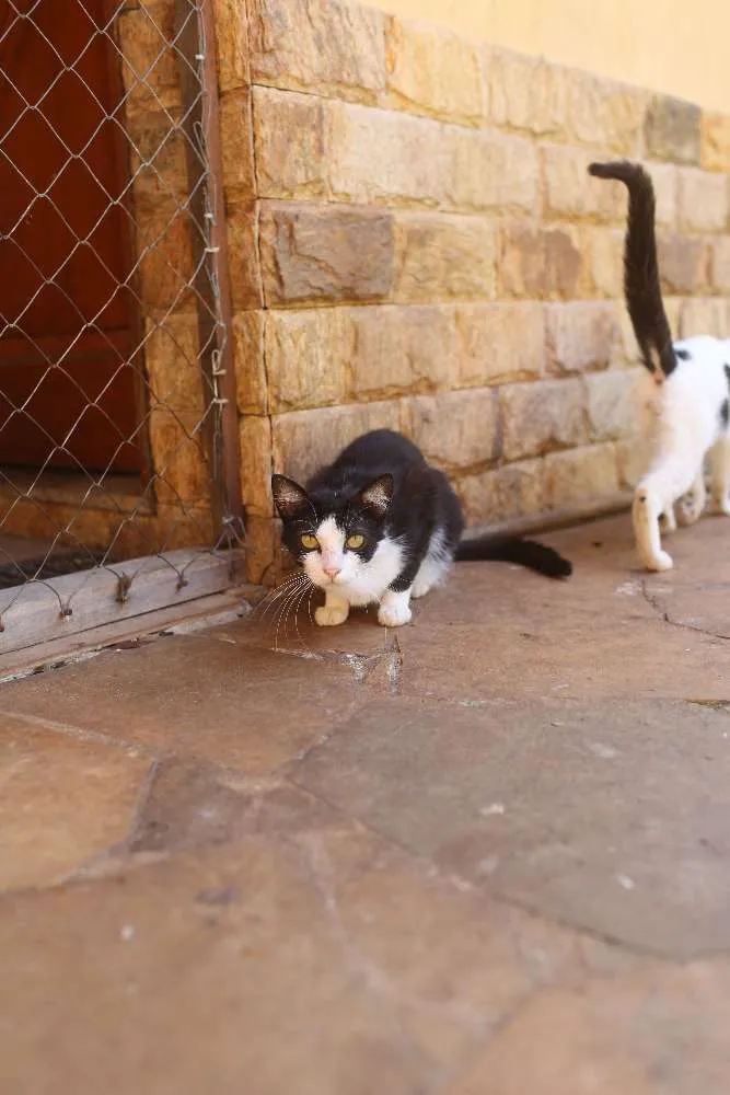 Gato ra a SRD idade 1 ano nome Athos