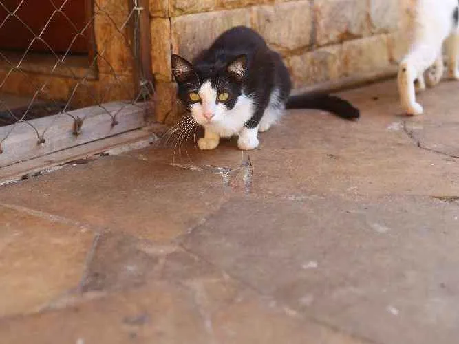 Gato ra a SRD idade 1 ano nome Athos