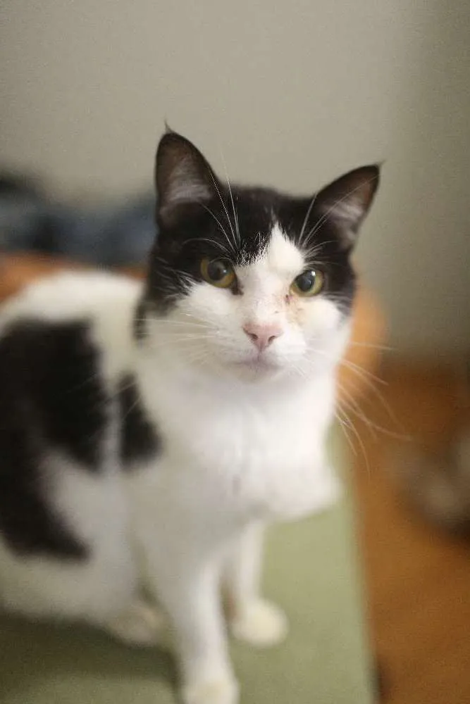 Gato ra a SRD idade 1 ano nome Mei-chan