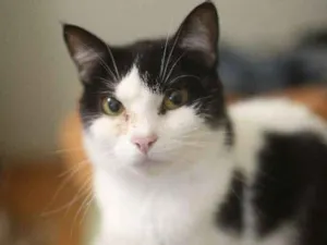 Gato raça SRD idade 1 ano nome Mei-chan