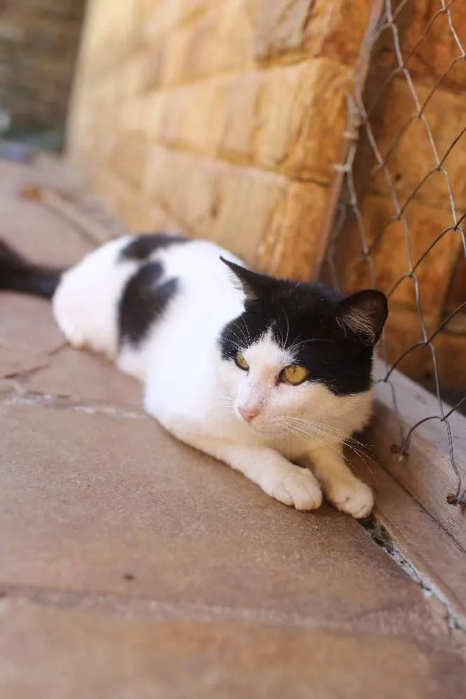 Gato ra a SRD idade 7 a 11 meses nome [Sem nome]