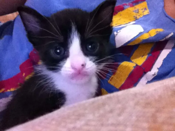 Gato ra a Vira lata idade Abaixo de 2 meses nome Frajolinha