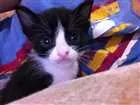 Gato raça Vira lata idade Abaixo de 2 meses nome Frajolinha