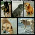 Cães