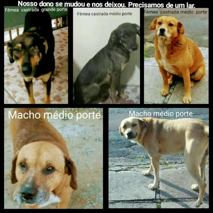 Cachorro ra a Indefinida idade 4 anos nome Cães