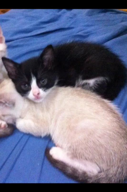 Gato ra a Vira lata idade Abaixo de 2 meses nome Frajolinha
