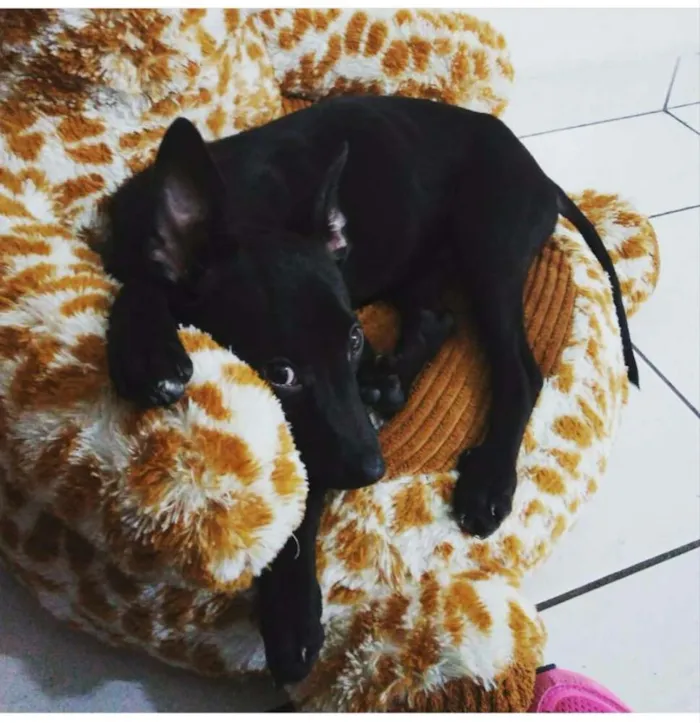 Cachorro ra a SRD idade 1 ano nome Laryssa