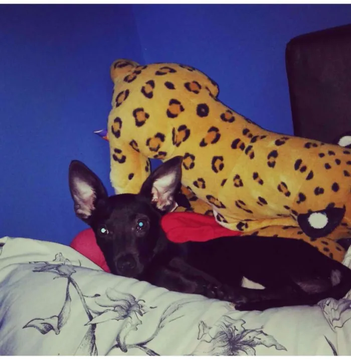 Cachorro ra a SRD idade 1 ano nome Laryssa