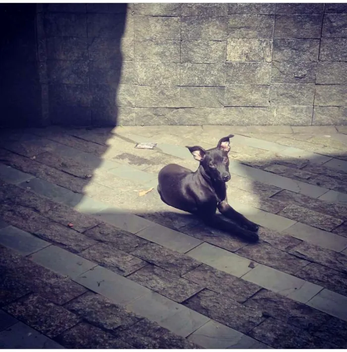 Cachorro ra a SRD idade 1 ano nome Laryssa