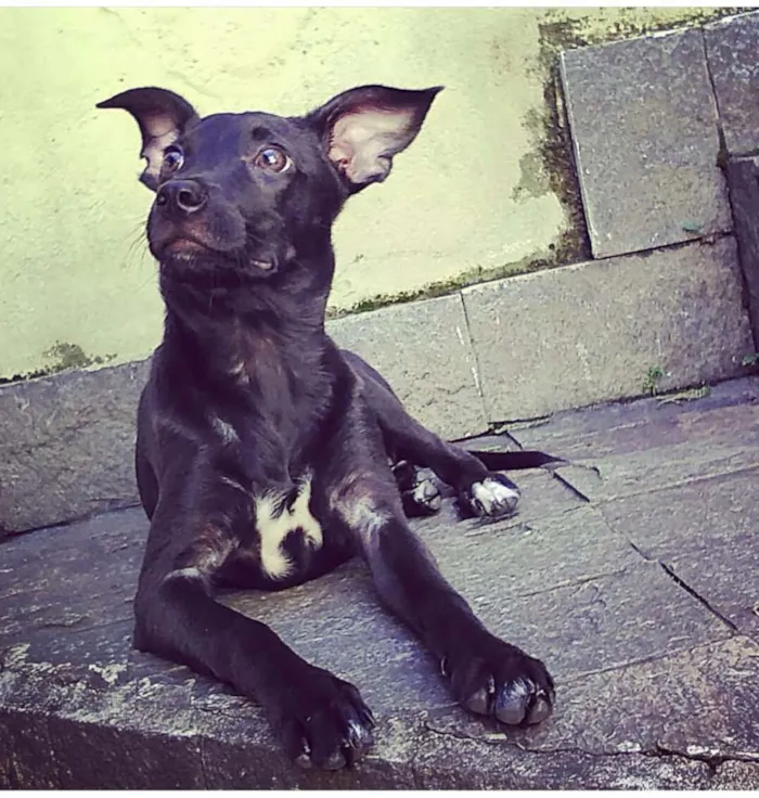 Cachorro ra a SRD idade 1 ano nome Laryssa