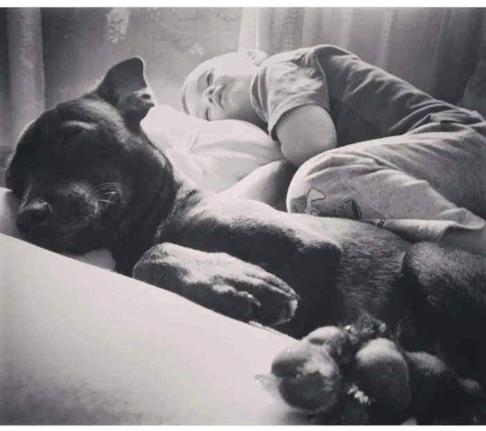 Cachorro ra a SRD idade 1 ano nome Laryssa