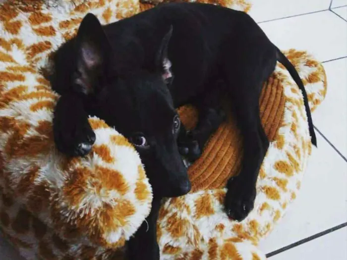 Cachorro ra a SRD idade 1 ano nome Laryssa