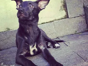 Cachorro raça SRD idade 1 ano nome Laryssa