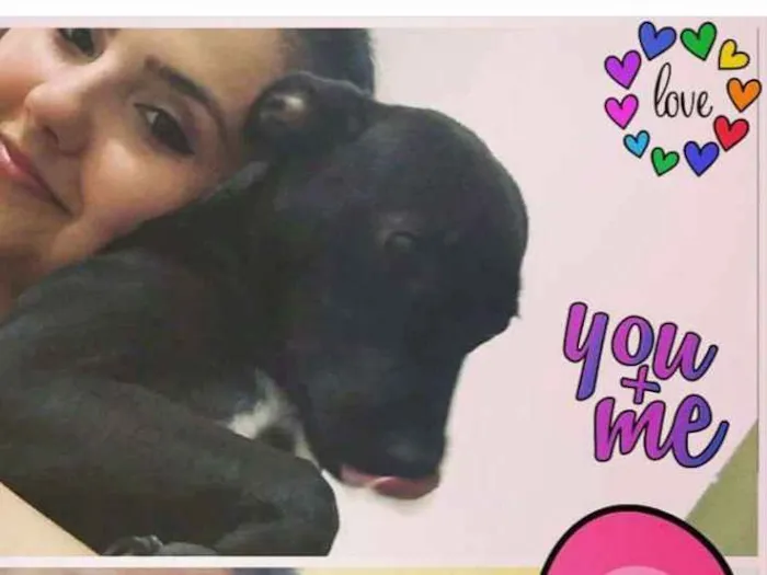 Cachorro ra a SRD idade 1 ano nome Laryssa