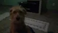 Belinha