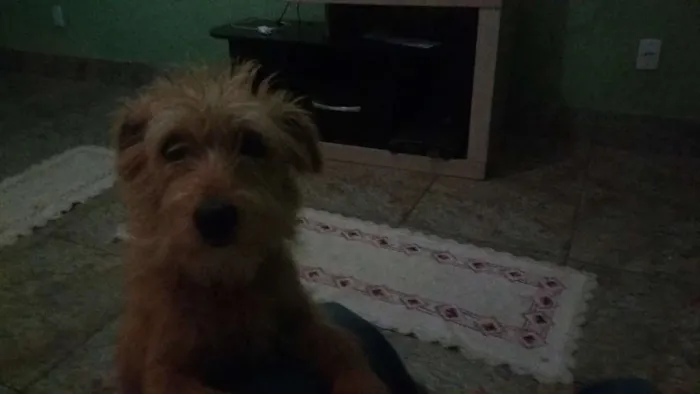 Cachorro raça Podool idade 7 a 11 meses nome Belinha