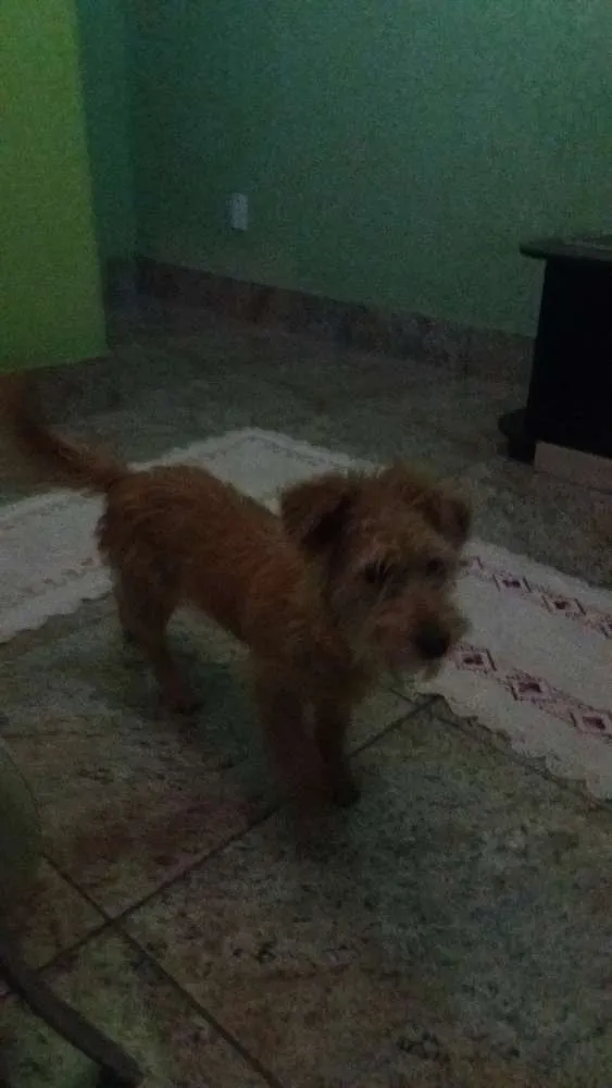 Cachorro raça Podool idade 7 a 11 meses nome Belinha