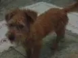 Belinha