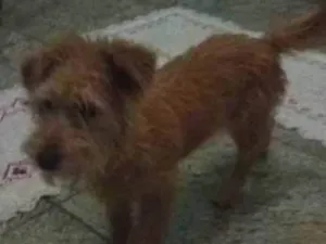 Cachorro raça Podool idade 7 a 11 meses nome Belinha