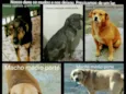 Cães
