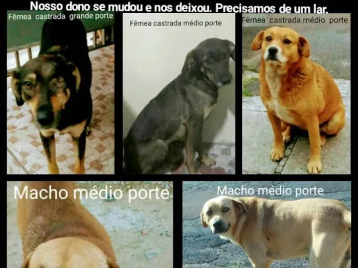 Cachorro ra a Indefinida idade 4 anos nome Cães