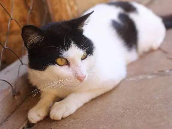 Gato ra a SRD idade 7 a 11 meses nome [Sem nome]