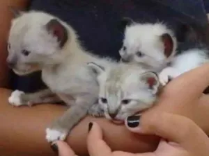 Gato raça Não sei ainda idade Abaixo de 2 meses nome Ainda não tem nomes
