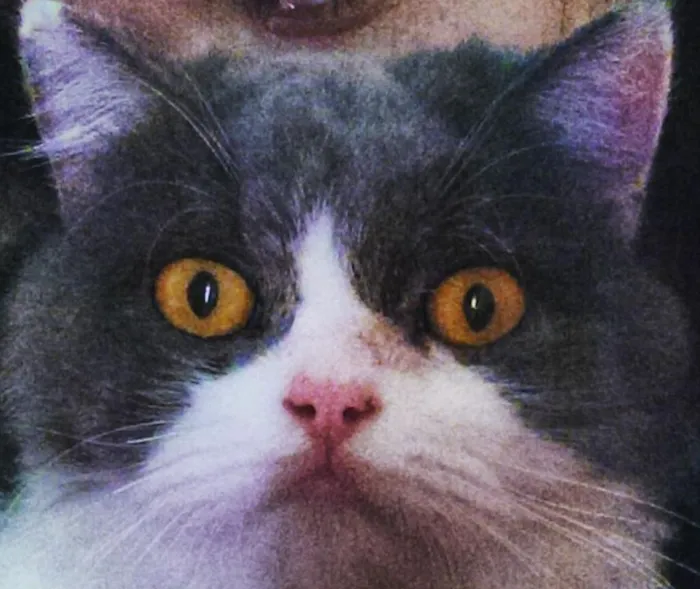 Gato ra a  idade 1 ano nome Buda 