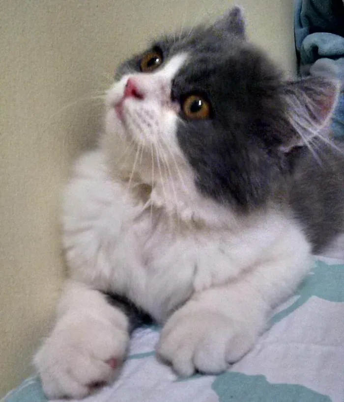 Gato ra a  idade 1 ano nome Buda 