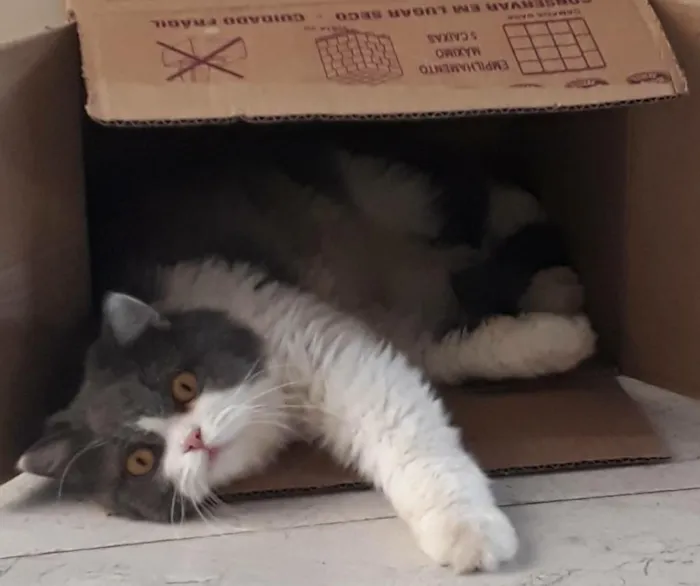Gato ra a  idade 1 ano nome Buda 
