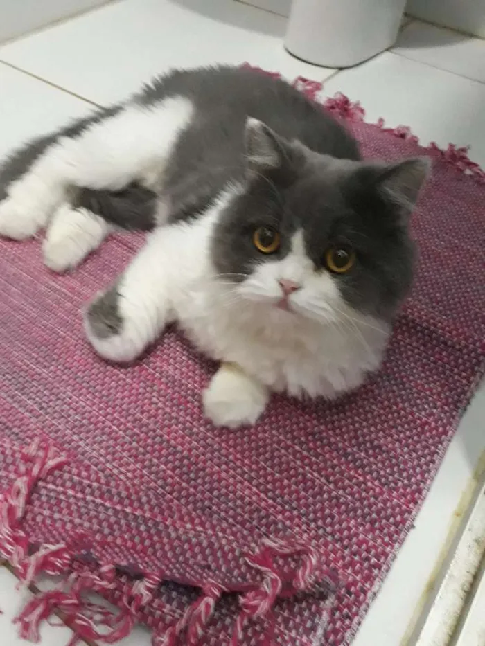 Gato ra a  idade 1 ano nome Buda 