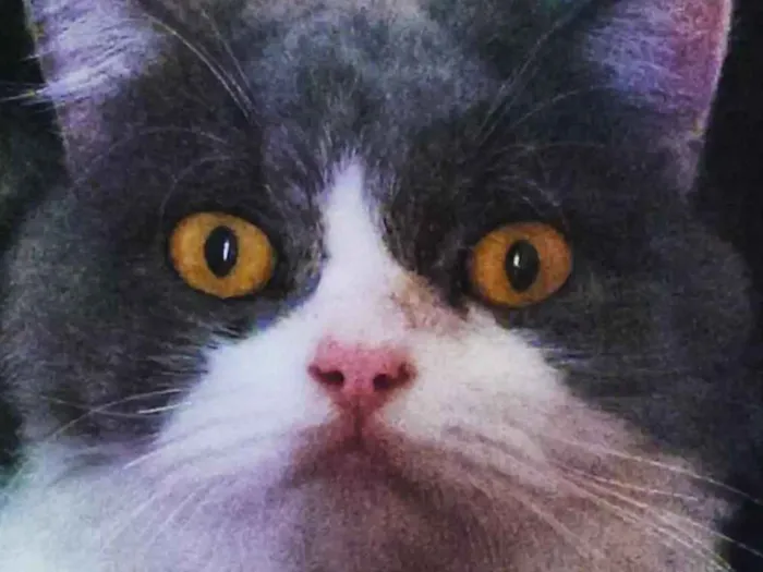 Gato ra a  idade 1 ano nome Buda 