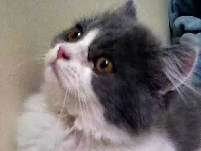 Gato ra a  idade 1 ano nome Buda 