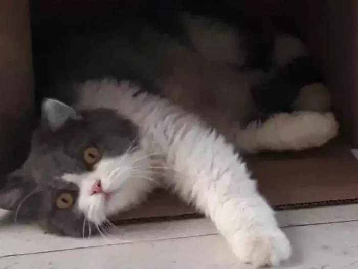 Gato ra a  idade 1 ano nome Buda 