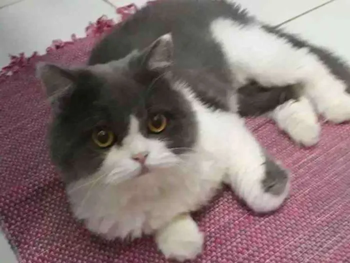 Gato ra a  idade 1 ano nome Buda 