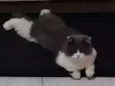 Buda 