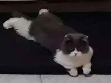 Gato ra a  idade 1 ano nome Buda 
